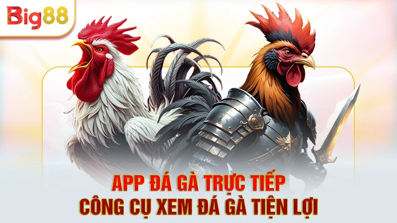 App đá gà trực tiếp - Công cụ xem đá gà tiện lợi 