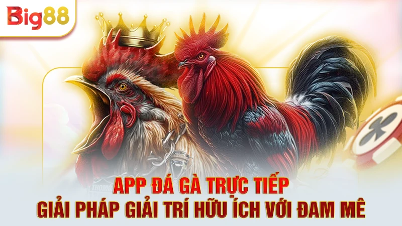 App Đá Gà Trực Tiếp - Giải Pháp Giải Trí Hữu Ích Với Đam Mê