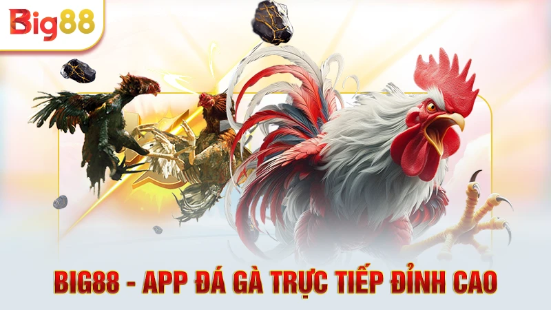 Big88 - App đá gà trực tiếp đỉnh cao 