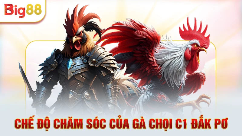 Tổng hợp chế độ chăm sóc gà chọi c1 Đắk Pơ