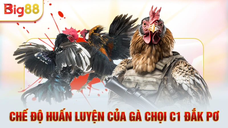Chế độ huấn luyện của gà chọi C1 Đắk Pơ