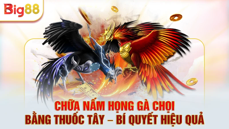 Chữa Nấm Họng Gà Chọi Bằng Thuốc Tây – Bí Quyết Hiệu Quả