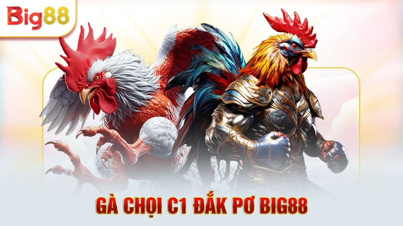 Gà chọi C1 Đắk Pơ Big88
