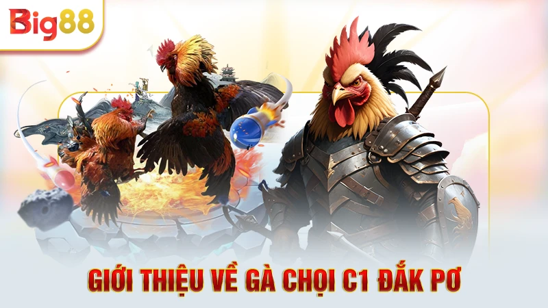 Vài điều thú vị về gà chọi c1 Đắk Pơ