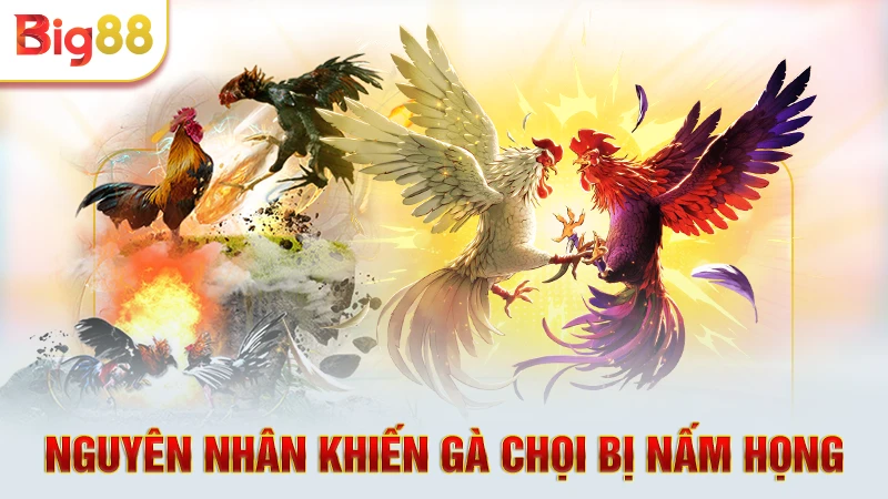 Tổng hợp nguyên nhân và dấu hiệu gà bị nấm họng
